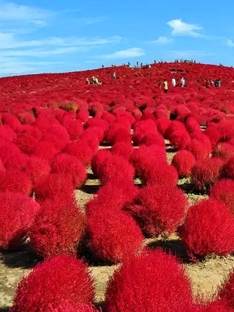 Kochia Scoparia, Red