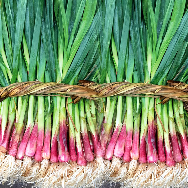 Red Root Leek Seeds