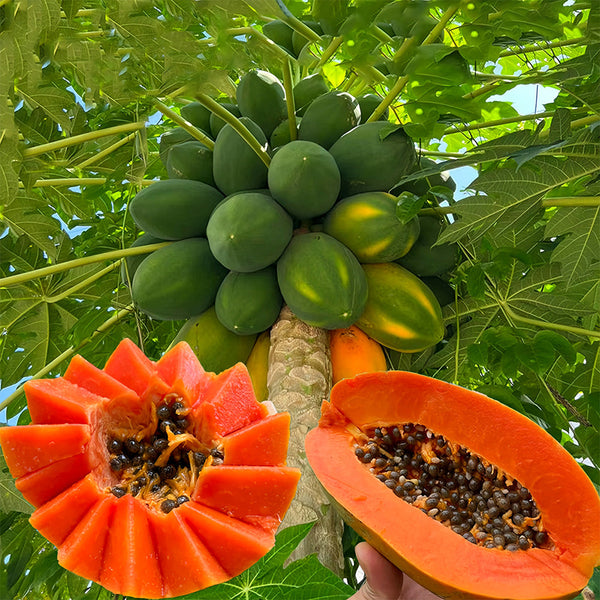 Red Fruit Wonder: Premium Organic Papaya Seeds