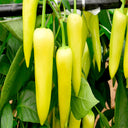 'Golden Sword' Pepper Seeds