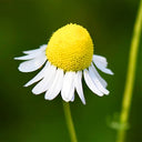 Hardy Chamomile Seeds with Invigorating Aroma - Thrives in Varied Soils