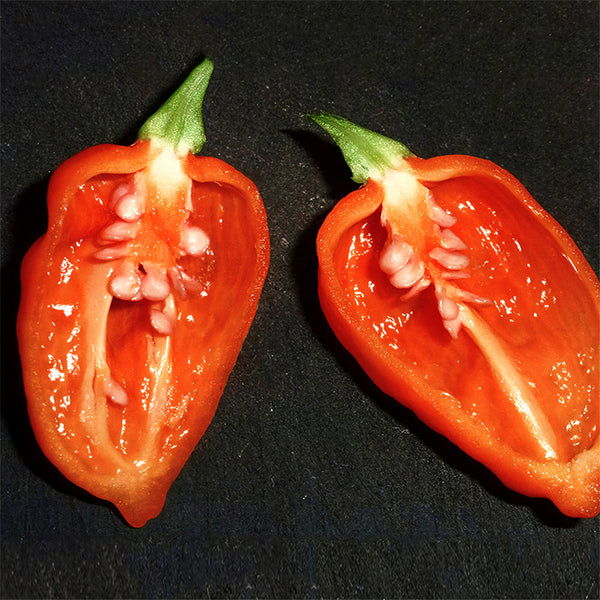 Chili Devils Tongue Red Hot Pepper Seeds