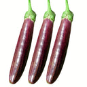 'Sichuan Bamboo Silk' Eggplant Seeds