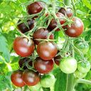 'Purple Pearl' Cherry Tomato Seeds