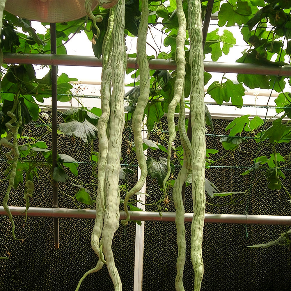 Snake Gourd (Trichosanthes cucumerina) Seeds