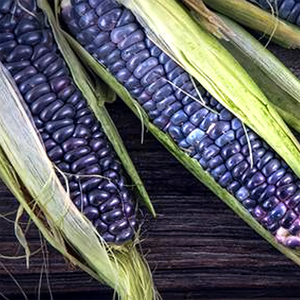 Kids' Choice: 4 Baby Blue Jade Corn Seeds