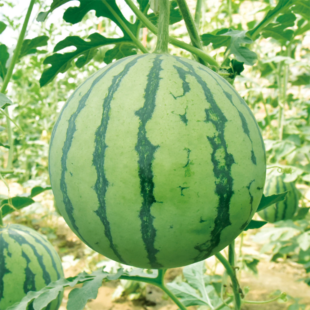 'Rainbow Ice Cream' Watermelon Seeds