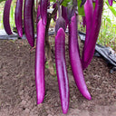 'Purple Dragon' Hangzhou Eggplant Seeds