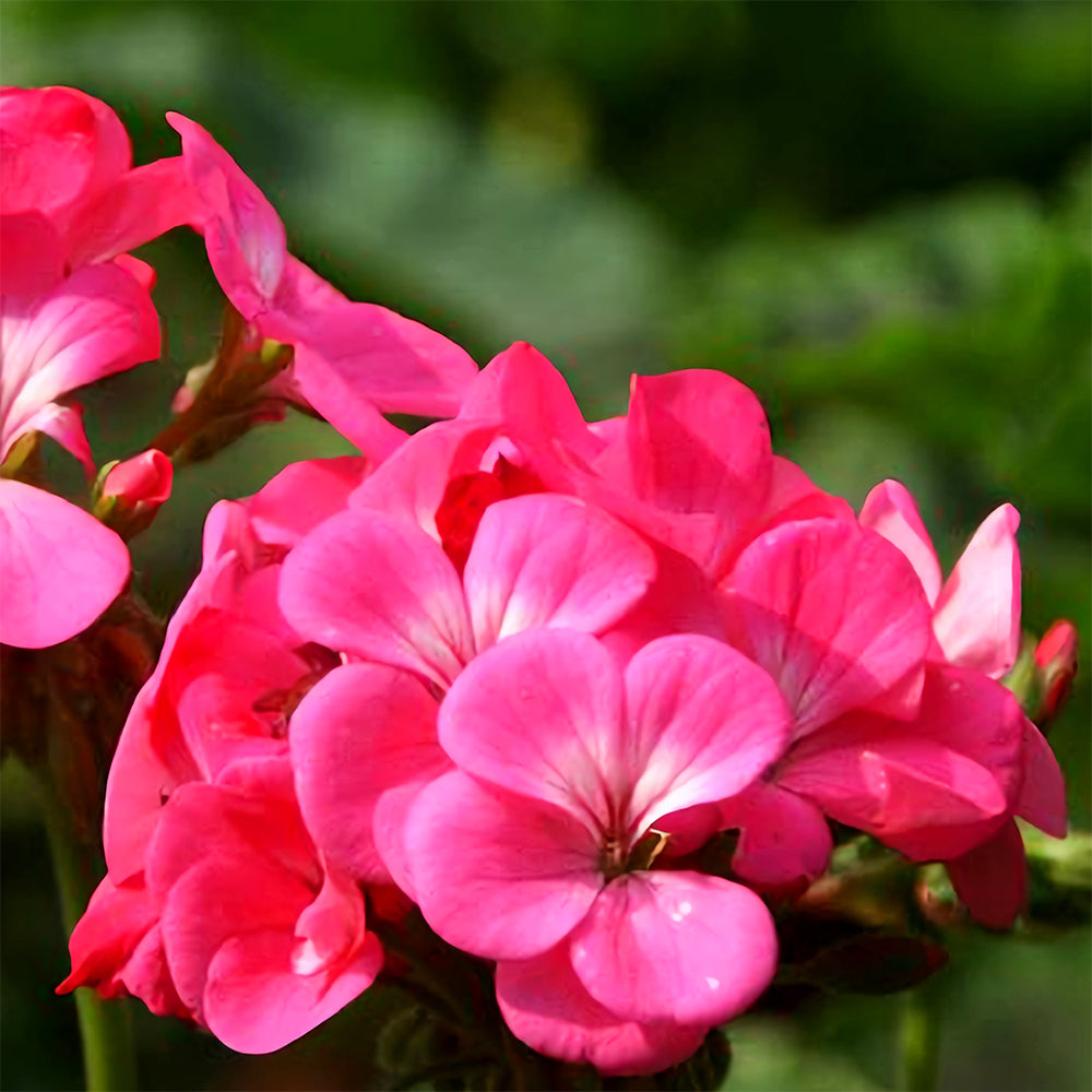 Geranium Seeds - Horizon Neon Rose Hybrid F1