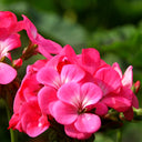 Geranium Seeds - Horizon Neon Rose Hybrid F1