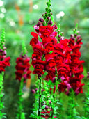 Tall Snapdragon, Dark Red