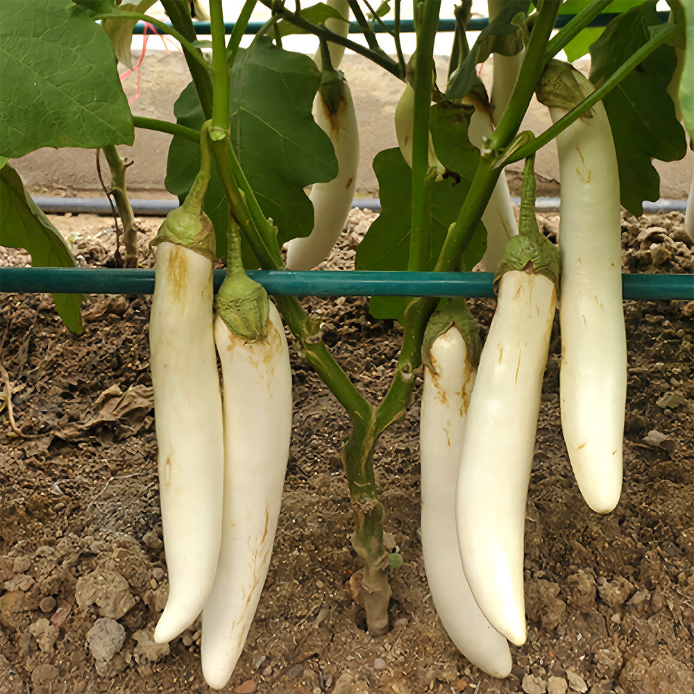 White Long Eggplant Seeds