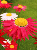 Chrysanthemum, Robinson's Mix