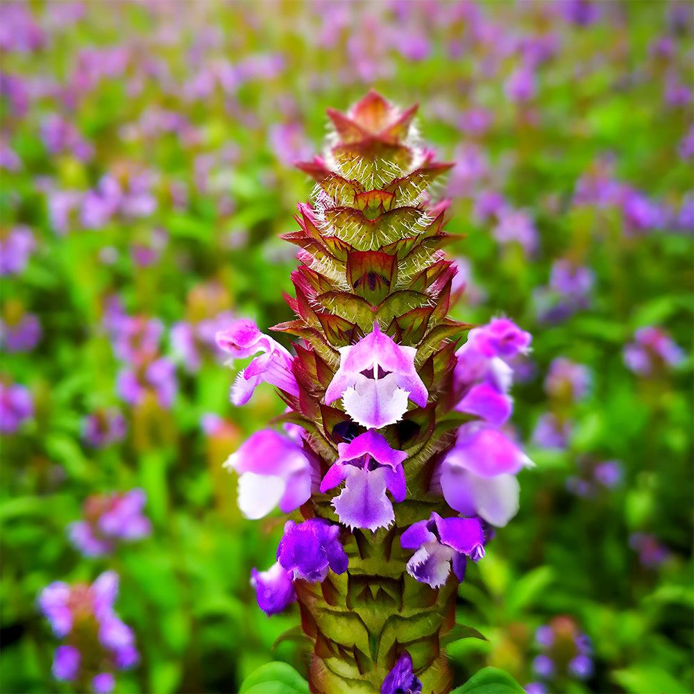 Self Heal Seeds