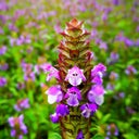 Self Heal Seeds