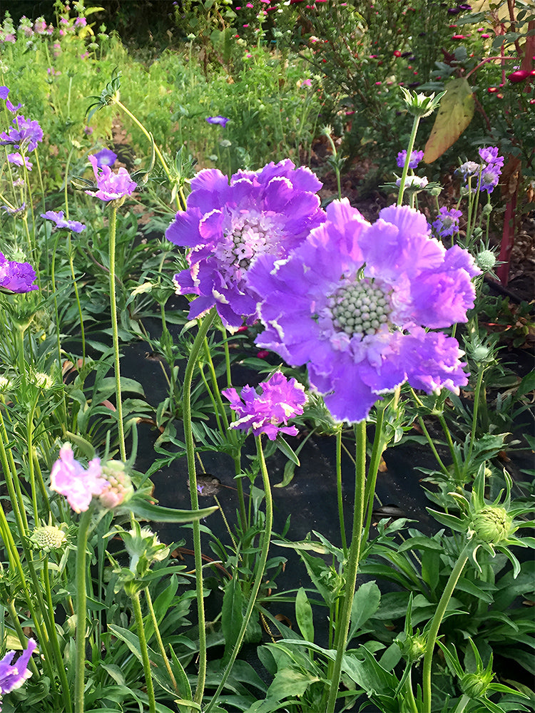 Scabiosa caucasica 'Fama Deep Blue'