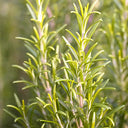 Rosemary Seeds