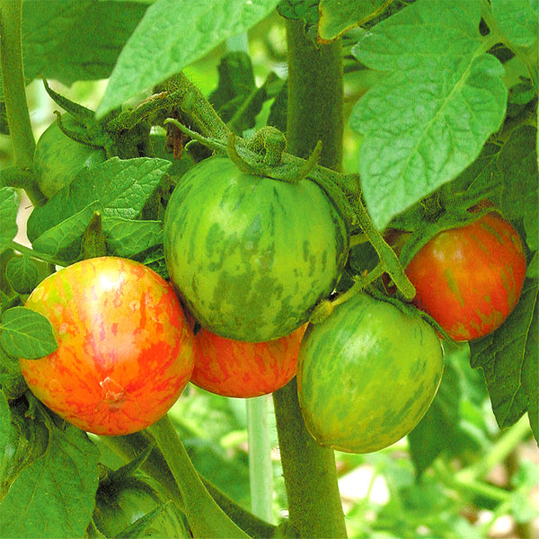 Red Zebra Tomato