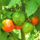 Red Zebra Tomato