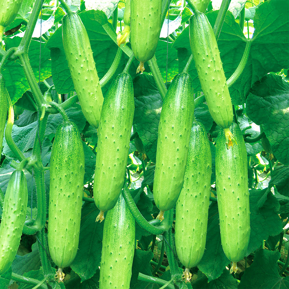 Hanging Green Cucumber Seeds