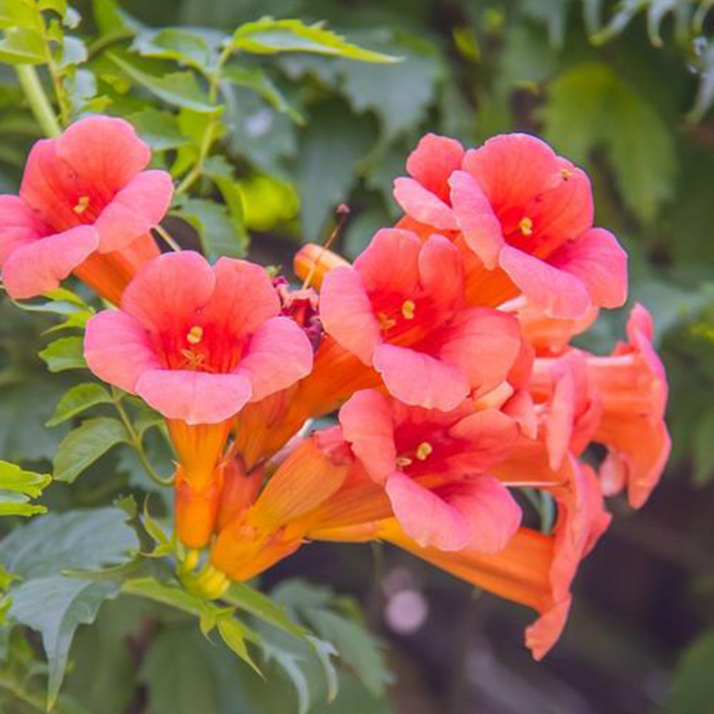 Chinese Trumpet Vine Seeds - Campsis grandiflora