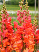Tall Snapdragon, Orange