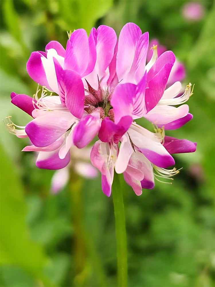 Chinese Milk Vetch