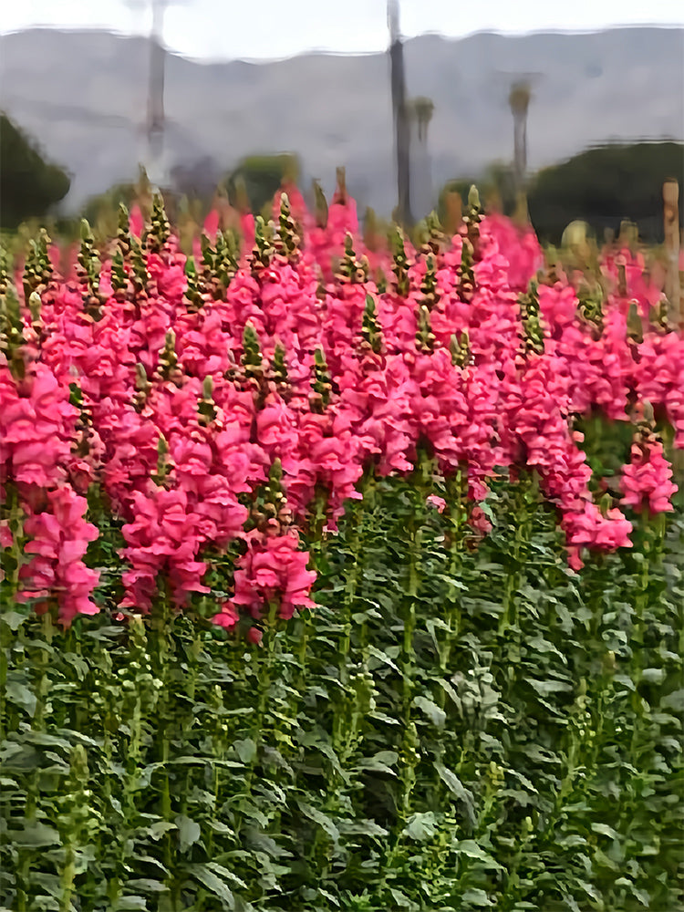 Tall Snapdragon, Pink