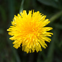 Yellow Dandelion Seeds