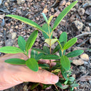 Rhodomyrtus Tomentosa