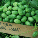 Cucamelons Seeds, Mexican Sour Gherkins