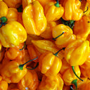 Hybrid F1 Yellow Devil Pepper