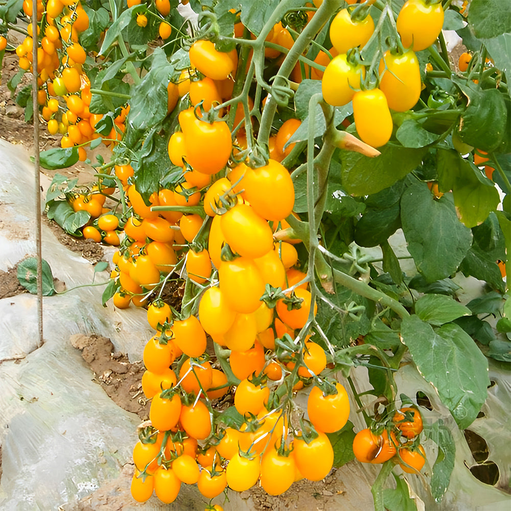 'Yellow Saint' Cherry Tomato