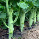 Jingyan Huge Stem Gai Lan