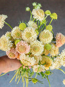 Scabiosa 'Fata Morgana'