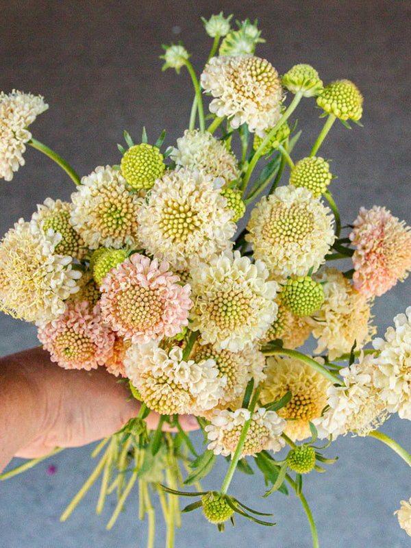 Scabiosa 'Fata Morgana'