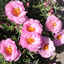 Moss Rose Seeds, Mixed Portulaca grandiflora