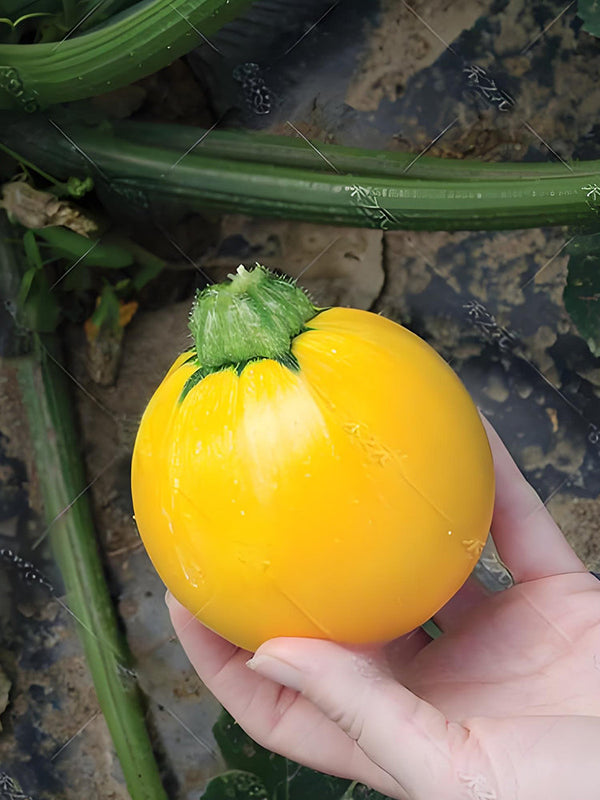 Round zucchini, Yellow