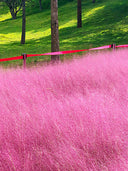 Pink Muhly Grass