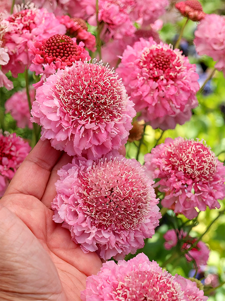 Scabiosa 'Salmon Pink'