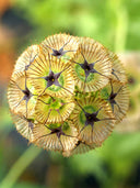 Scabiosa stellata