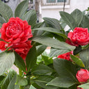 'Buddha's Hand' Impatiens Seeds