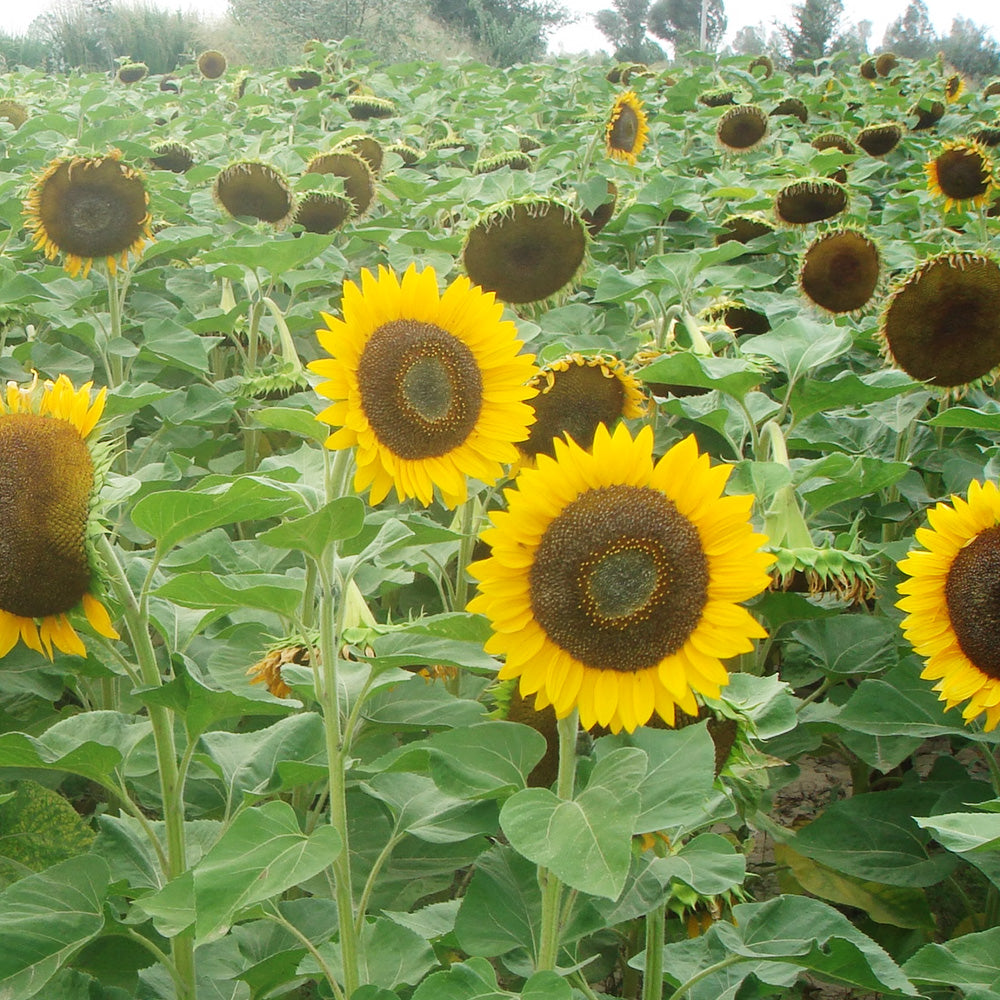 Golden-Brown Sunflower Seeds (60cm)