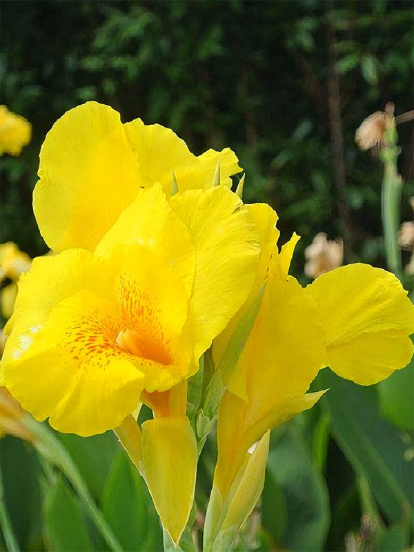 Canna Indica, Mixed