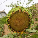 Sunflower F1 Seeds (35cm)