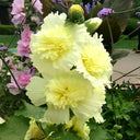 Alcea 'Junle Lemon'