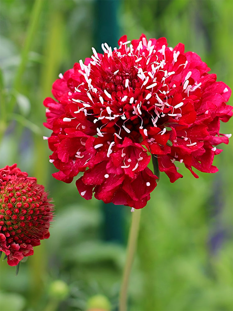 Scabiosa Atropurpurea, Red