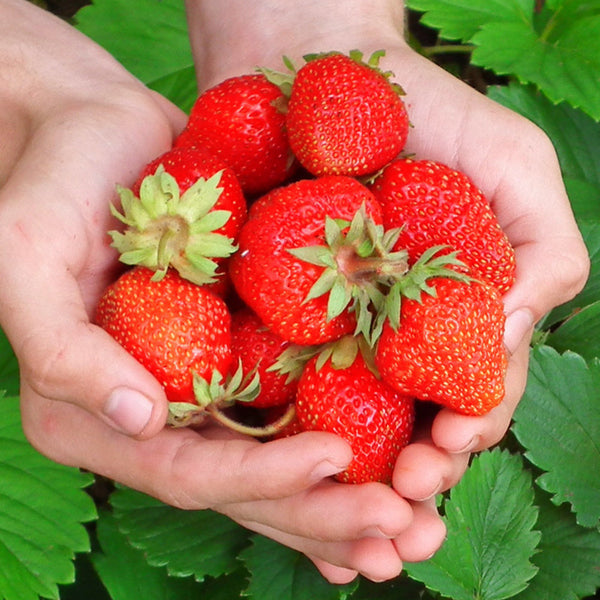 'Akihime' Red Strawberry Seeds