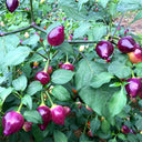 Vibrant Guangxi Rainbow Pickled Pepper Seeds