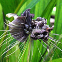 Tacca Chantrieri Seeds (5 Seeds)